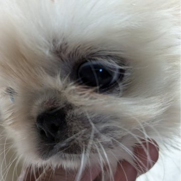 ペキニーズ【神奈川県・女の子・2024年7月10日・ホワイト】の写真「マルマルしています」