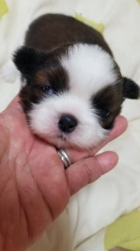 シーズー【神奈川県・女の子・2021年9月9日・ホワイト&ゴールド】の写真「たった一匹の女の子です」