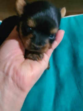 ヨークシャーテリア【神奈川県・男の子・2022年2月2日・スティルブルー&タン】の写真「小さくても、コロコロ」