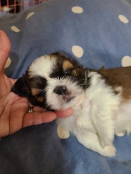 シーズー【神奈川県・男の子・2022年4月23日・ホワイト&ゴールド】の写真「男の子ですが、全体的にキレイです」