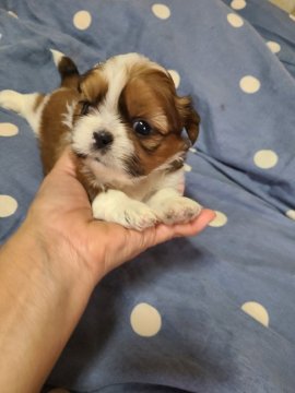 シーズー【神奈川県・女の子・2022年4月23日・ホワイト&ゴールド】の写真「キレイなゴールドです」