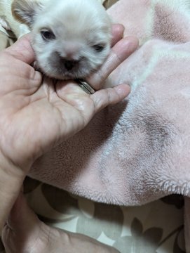 ペキニーズ【神奈川県・男の子・2024年7月10日・ホワイト】の写真「マルマルしています」