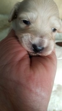 ミニチュアダックスフンド(ロング)【神奈川県・女の子・2019年1月2日・イエロー】の写真「色がキレイです」