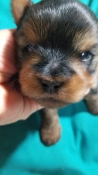 ヨークシャーテリア【神奈川県・男の子・2022年2月2日・スティールブルー&タン】の写真「大きくて元気」