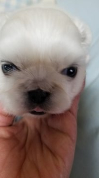 ペキニーズ【神奈川県・女の子・2019年3月14日・白】の写真「小さいけど元気」