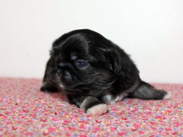 ペキニーズ【神奈川県・男の子・2016年12月27日・ブラックホワイト】の写真「食欲旺盛の男の子!」