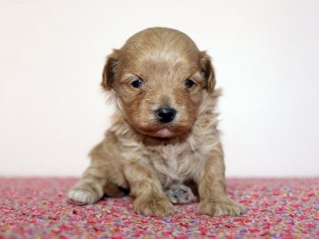 トイプードルとマルチーズのミックスちゃんです!【神奈川県・女の子・2016年12月18日・アプリコット】の写真「オットリした女の子!」