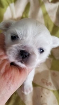 ペキニーズ【神奈川県・女の子・2019年3月14日・白】の写真「小さいけど元気」