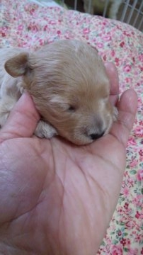 マルチーズとプードル【神奈川県・女の子・2017年8月8日・アプリコット】の写真「生まれた時から、すごく元気でした」