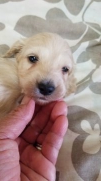 ミニチュアダックスフンド(ロング)【神奈川県・女の子・2018年3月27日・イエロー】の写真「だんだん可愛くなって来ました」