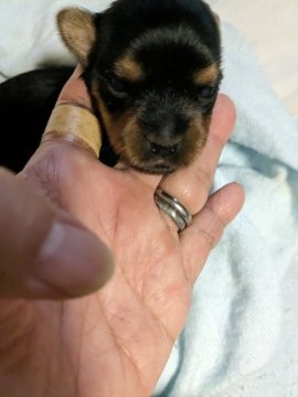 ヨークシャーテリア【神奈川県・女の子・2023年8月18日・ステイルブルー&タン】の写真「小さいけど元気です」