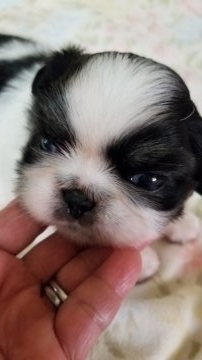 ペキニーズ【神奈川県・男の子・2018年6月10日・ブラック&ホワイト】の写真「白黒の男の子です」