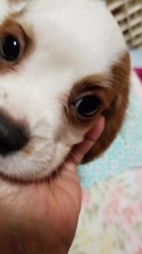 キャバリア【神奈川県・男の子・2018年7月7日・ブレンハイム】の写真「やんちやな、男の子です」