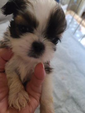 シーズー【神奈川県・女の子・2022年5月12日・ホワイト&ゴールド】の写真「小さいけど元気です」