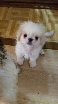 ペキニーズ【神奈川県・男の子・2022年5月18日・クリーム&ホワイト】の写真「つぶが、揃っています、」