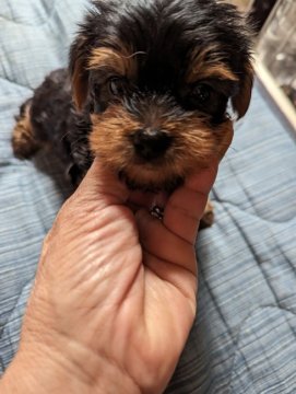 ヨークシャーテリア【神奈川県・男の子・2023年5月26日・スティールブルー&タン】の写真「５匹の兄弟です」