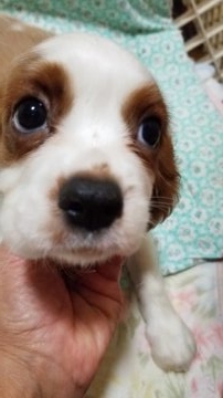 キャバリア【神奈川県・男の子・2018年7月7日・ブレンハイム】の写真「元気な男の子です」