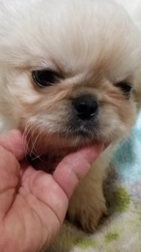 ペキニーズ【神奈川県・男の子・2019年11月6日・ホワイト&クリーム】の写真「ぽちゃぽちゃっです、」