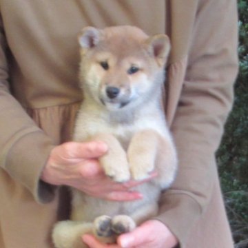 柴犬(豆柴)【愛媛県・女の子・2025年9月28日・赤色】の写真「穏やかな性格で癒し効果満点の豆ちゃんです。」