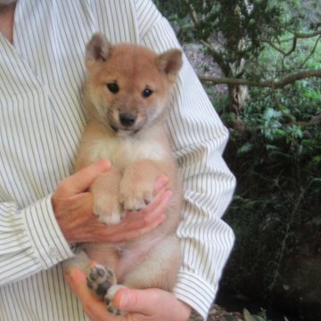 柴犬(豆柴)【愛媛県・男の子・2025年9月28日・赤色】の写真「可愛い性格の雄君で癒し効果満点です。」