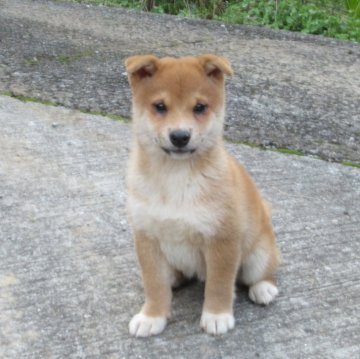柴犬(豆柴)【愛媛県・男の子・2024年8月29日・赤色】の写真「綺麗な毛色で背中にワンポイントがあります。」