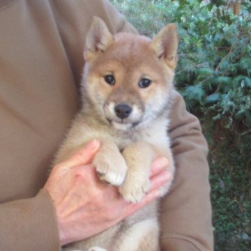 柴犬(豆柴)【愛媛県・女の子・2025年9月28日・赤色】の写真「可愛い性格の女の子です。」