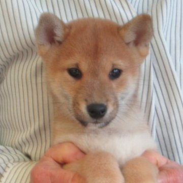 柴犬(豆柴)【愛媛県・男の子・2025年9月28日・赤色】の写真「癒し系の雄君です。」
