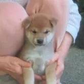 豆柴