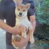 豆柴