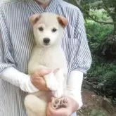 豆柴