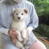 豆柴