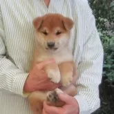 柴犬(標準サイズ)【愛媛県・男の子・2025年9月25日・赤色】の写真1「綺麗な毛色のイケメン君です。」