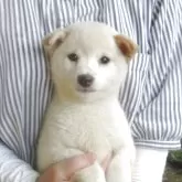 豆柴