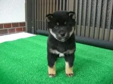 ID：1304-00637の子犬