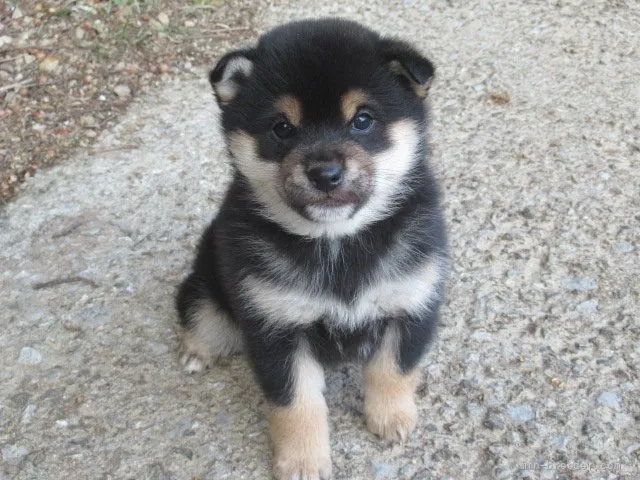 ID：2202-01402の子犬