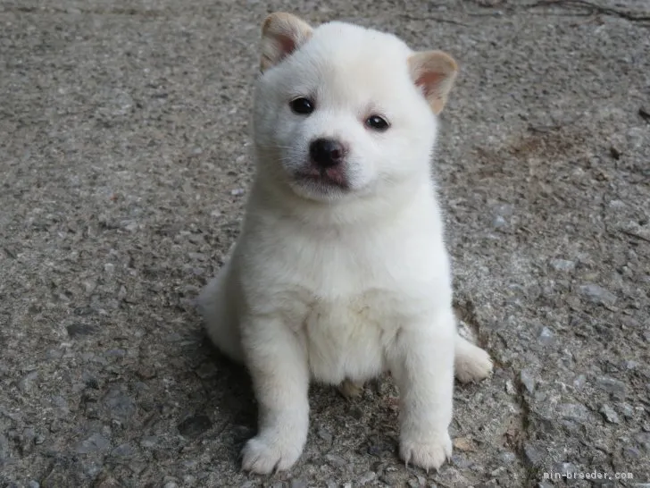 ID:2001-03347の子犬