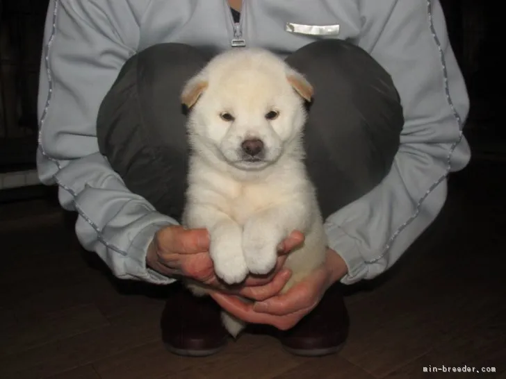 ID：1711-00696の子犬