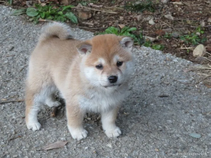 ID:1812-02845の子犬