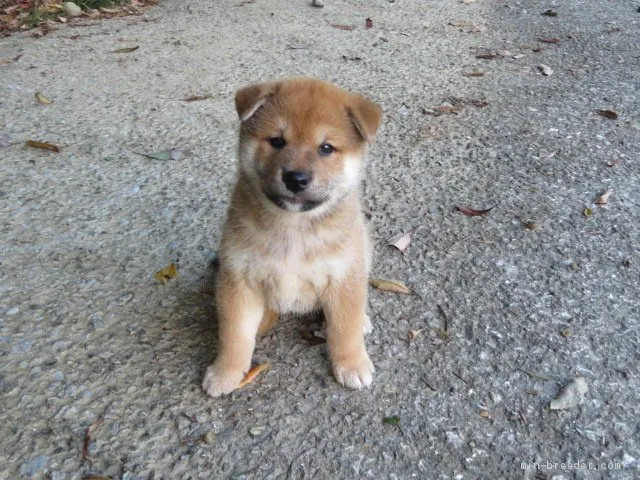 ID：2008-02988の子犬