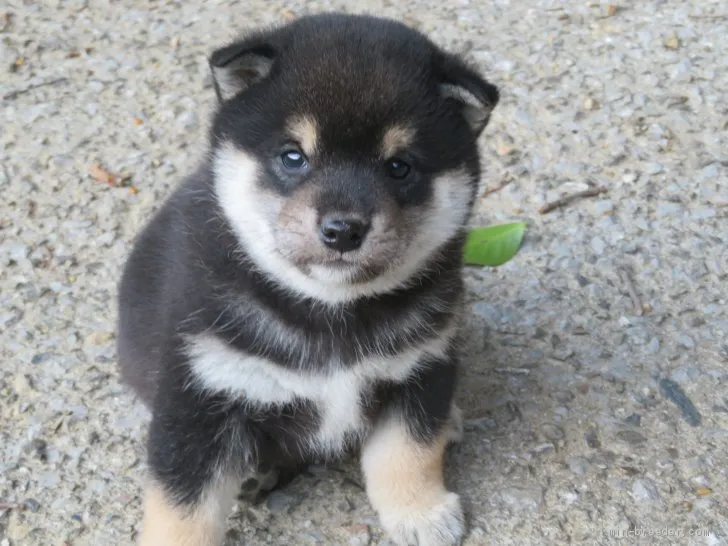 ID:2102-01335の子犬