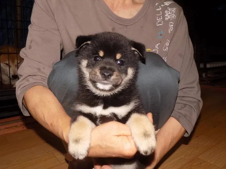 ID:1609-01353の子犬