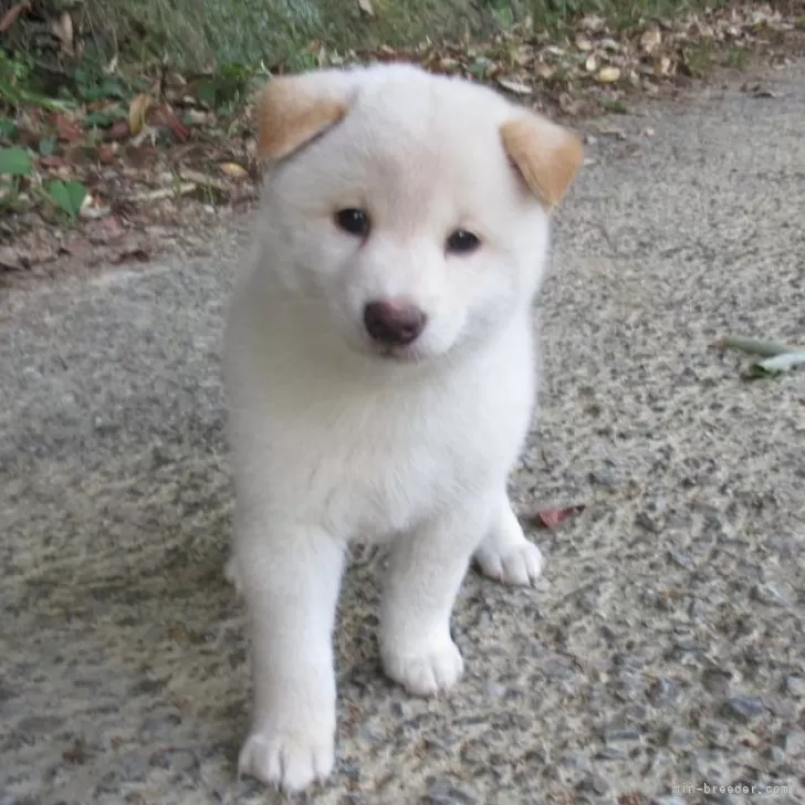 ID：2407-00609の子犬