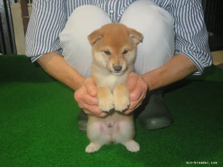 ID:2108-02567の子犬