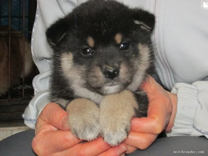 ID：1803-02540の子犬