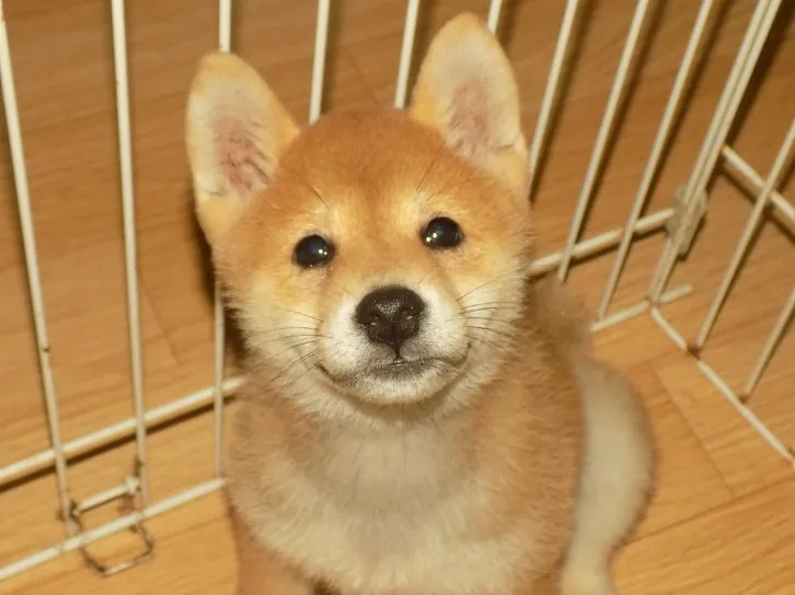 ID：1608-01446の子犬