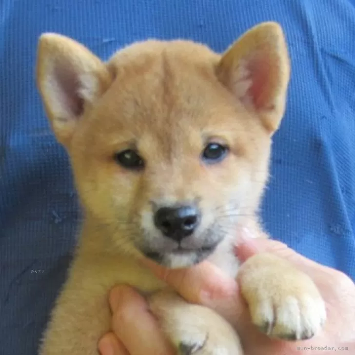 ID：2410-01209の子犬