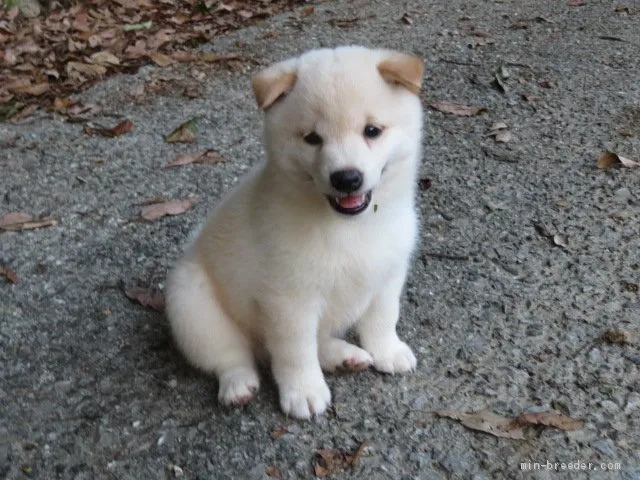 ID：2009-00376の子犬
