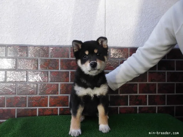 すずパパ 様のお迎えした子犬
