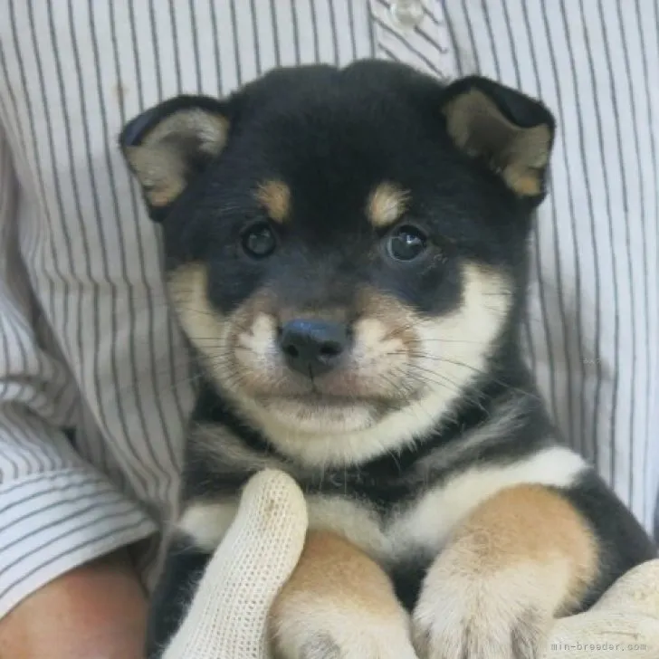 ID：2310-06106の子犬