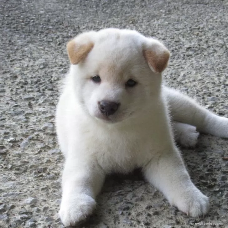 S.M 様のお迎えした子犬